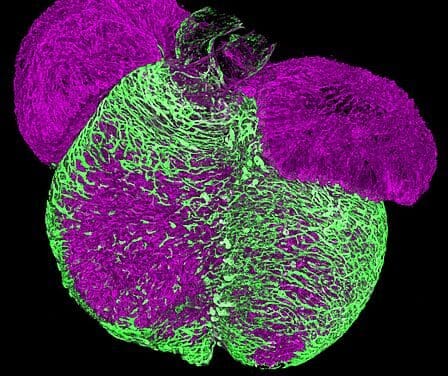 Mechanismus der Arterienbildung entschlüsselt