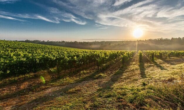 Mikroplastik kontaminiert Deutschlands Weinberge