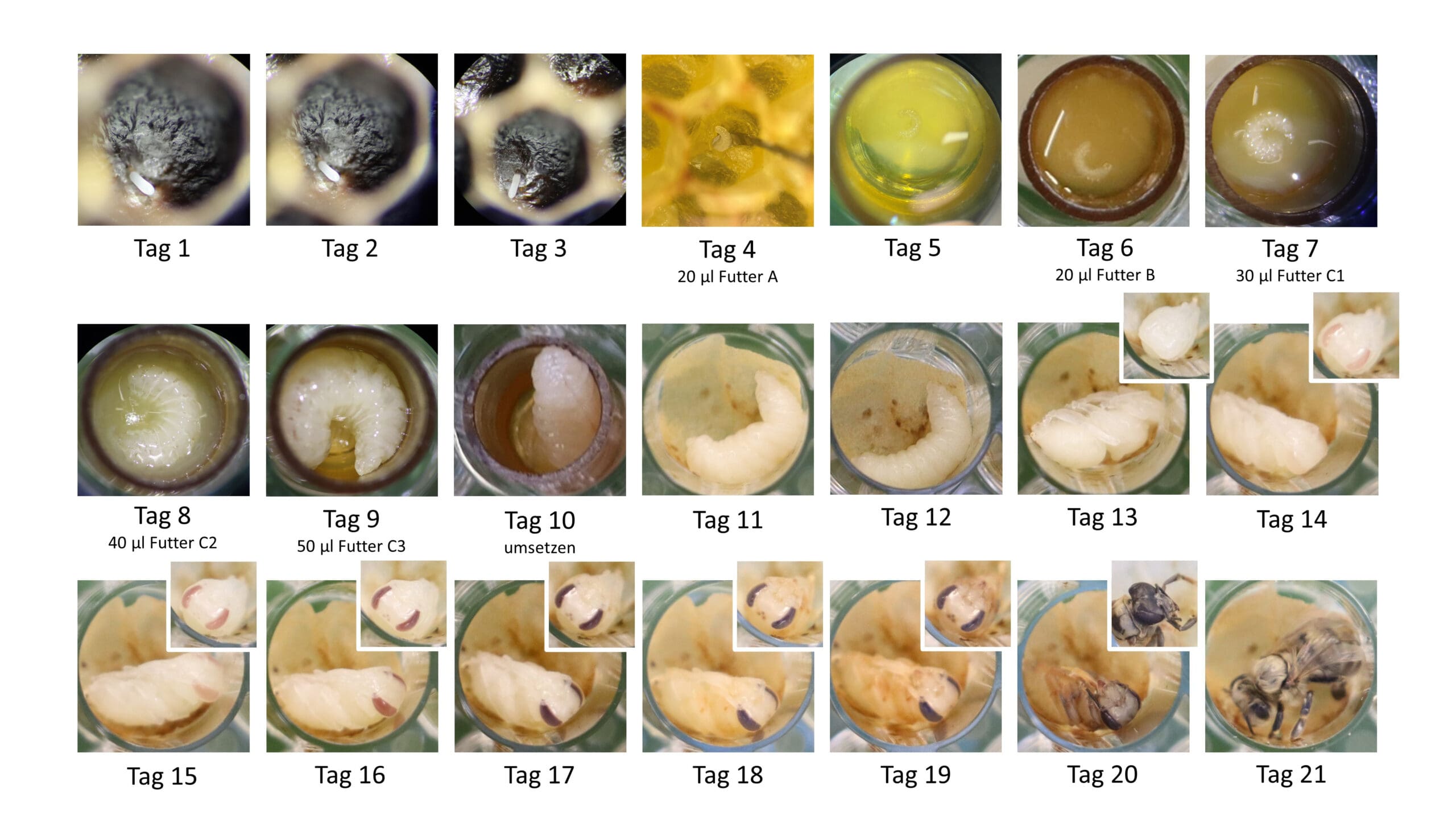 Entwicklung von Honigbienen im Labor. Die Larven erhielten vom vierten bis zum neunten Tag Pflanzenschutzmittel im Futter. Die Entwicklungsstadien zeigen Ei (Tag 1-3), Rundmade (4-9), Streckmade (10-12), Puppe (13-20) und erwachsene Biene (21). | Quelle: Sarah Manzer | Copyright: Universität Würzburg