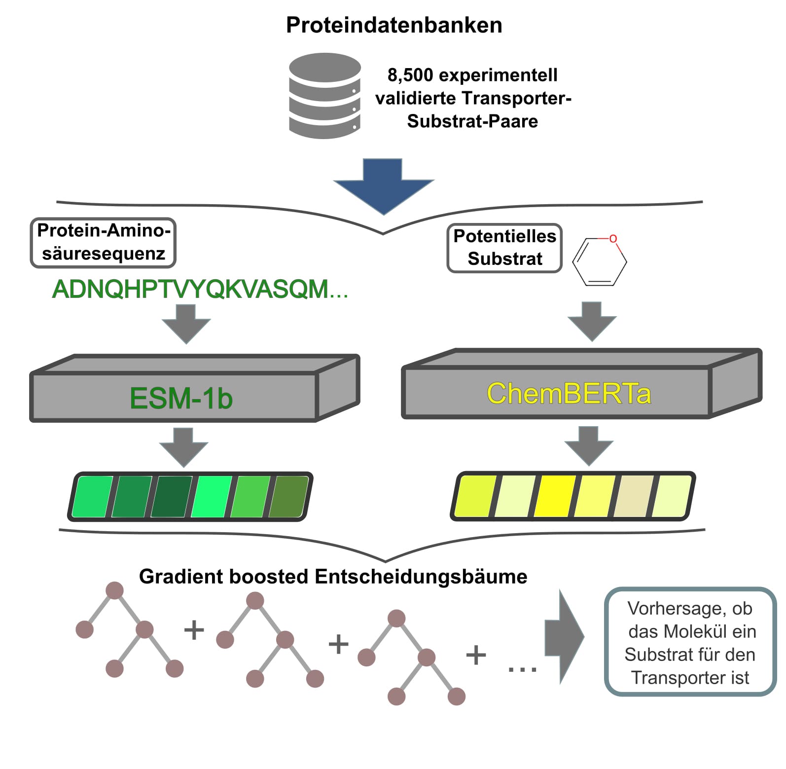 Schematische Darstellung des Vorhersageprozesses: Proteindatenbanken liefern für das Training einen Datensatz mit 8.500 experimentell validierten Transport-Substrat-Paaren (oben). Transportproteine bestehen aus einer Sequenz von Aminosäuren, die von einem Deep-Learning-Modell in Vektoren transformiert wurden (Mitte links in unterschiedlichen Grüntönen). Ebenfalls werden Informationen über potenzielle Substrate in numerische Vektoren umgewandelt (Mitte rechts in Gelbtönen). Diese Vektoren trainieren ein sogenanntes Gradient Boosting-Modell (Ensemble mehrerer Entscheidungsbäume), um vorherzusagen, ob das Molekül ein Substrat für ein bestimmtes Transportprotein ist (unten). (Abbildung: HHU / Alexander Kroll)