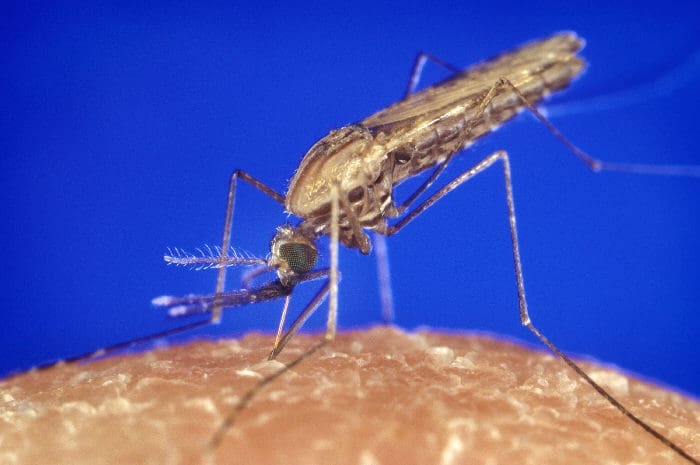 Stechmücke Anopheles: Laut RKI in Deutschland bereits vorhanden - wenn auch selten. Credits: CDC