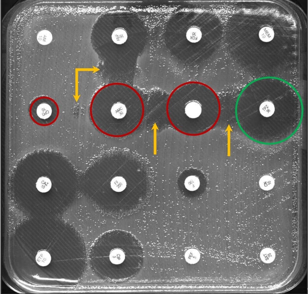 Kirby-Bauer-Disk-Diffusionstest von Darmbakterien und Antibiotika getränkte Papierblättchen: Die Antibiotika-Konzentration nimmt mit zunehmender Entfernung ab. Je näher Bakterien an das Testblättchen heranwachsen, desto resistenter sind sie (rote Kreise). (Quelle/Copyright: UZH)