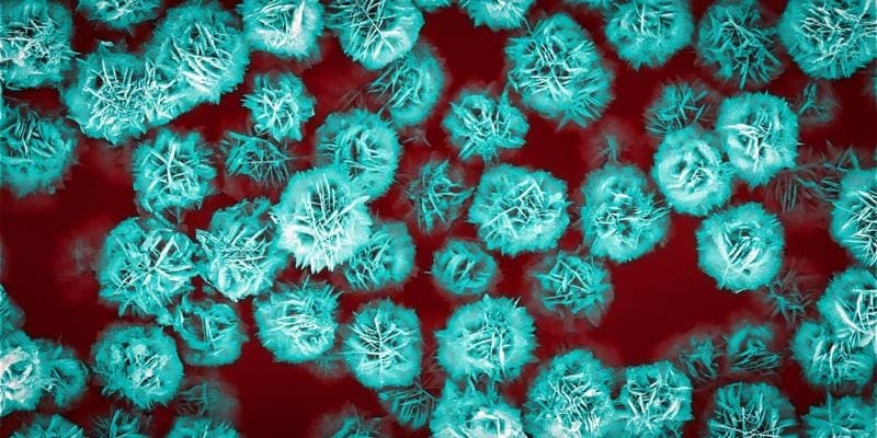 Diese Blütenteilchen aus Zinkoxid sind drei Mikrometer gross (kolorierte elektronenmikroskopische Aufnahme). | Copyright: Dong Wook Kim / Max-Planck-Institut für Intelligente Systeme