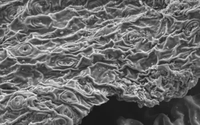 Good News: Aufbrühen von Tee entfernt Schwermetalle aus dem Wasser