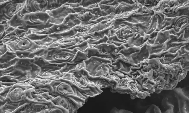 Good News: Aufbrühen von Tee entfernt Schwermetalle aus dem Wasser