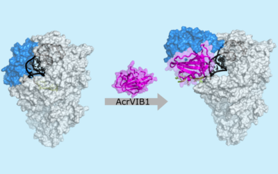 Helmholtzer Forschungsteam entdeckt neuartigen Mechanismus von Anti-CRISPR-Protein