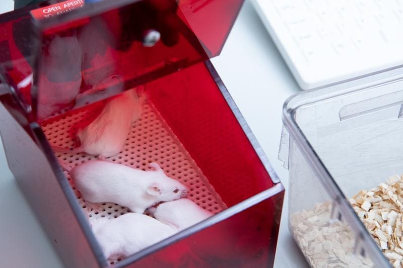 Mäuse werden am häufigsten als Versuchstiere in Grundlagenforschung und Medikamentenentwicklung eingesetzt. | Quelle: Frank Brüderli | Copyright: Universität Zürich