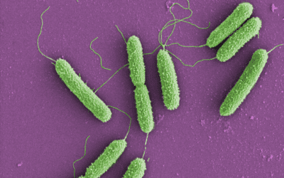 Sepsis: Schlüssel-Signalwege als Ansatz für gezielte Therapien