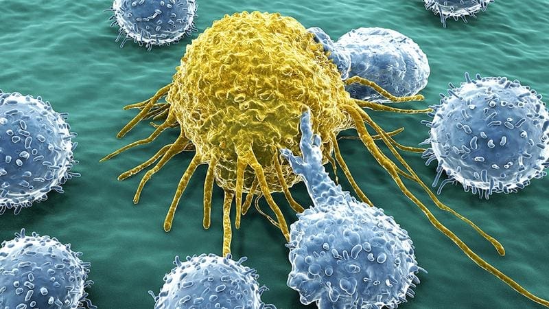 CAR-T-Zellen (blau) erkennen mithilfe des synthetischen Rezeptors die Zielzelle (gelb), binden an diese und zerstören sie. | Copyright: Copyright: iStock.com, selvanegr