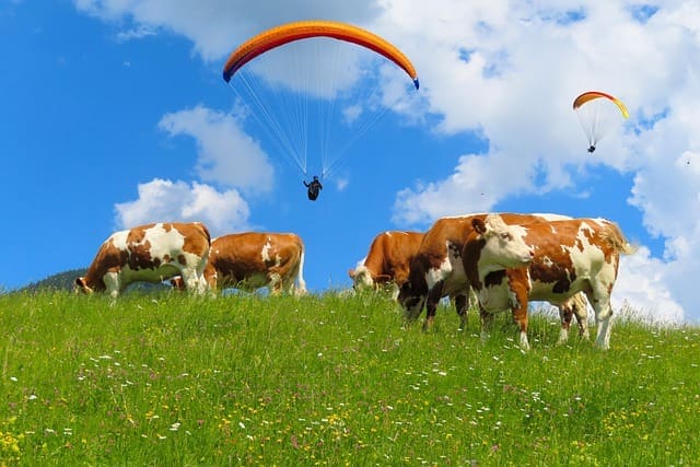 Labormedizin auf der Alm. Symbolbild. Credits: Pixabay