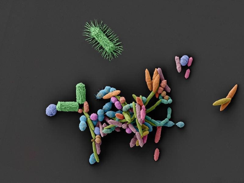 Through their interactions, microorganisms form an ecosystem that is essential for human health. Drugs can disturb this fragile balance.