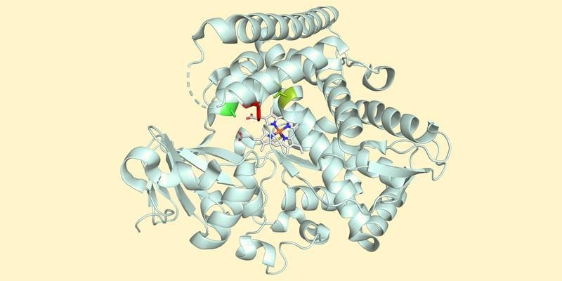 Basel chemists have modified a natural enzyme in such a way that a specific chemical reaction can be carried out with high precision and efficiency. | Copyright: Image: University of Basel, Xiang Zhang