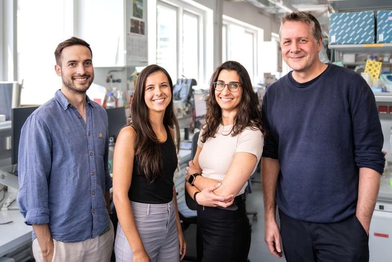 Some of the authors of the study from the Sixt Group at ISTA. From left to right: Mario J. Avellaneda, Nikola Canigova, Patricia Reis-Rodrigues and Michael Sixt. | Copyright: © ISTA