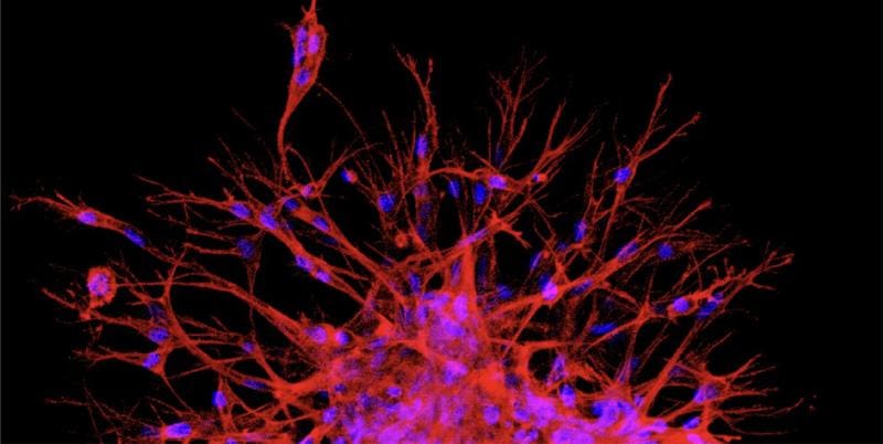Max Planck scientists are using magnetic nanoparticles to investigate how physical forces influence the growth of new blood vessels. Shown here: Tiny blood vessel sprouts (red; cell nucleus in blue) growing from 3D tissue models | Copyright: MPI for Medical Research
