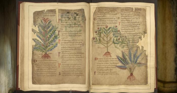 Medieval manuscripts such as the Cotton MS Vitellius C III show the use of herbs in line with today's wellness trends. Credits: The British Library