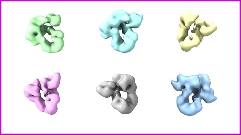 3D models of the BiP-GRP94 complex