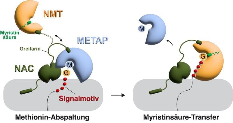 Molecular mechanism of cotranslational N-myristoylation of proteins Copyright: Martin Gamerdinger | Source: Martin Gamerdinger | Copyright: Martin Gamerdinger/University of Konstanz