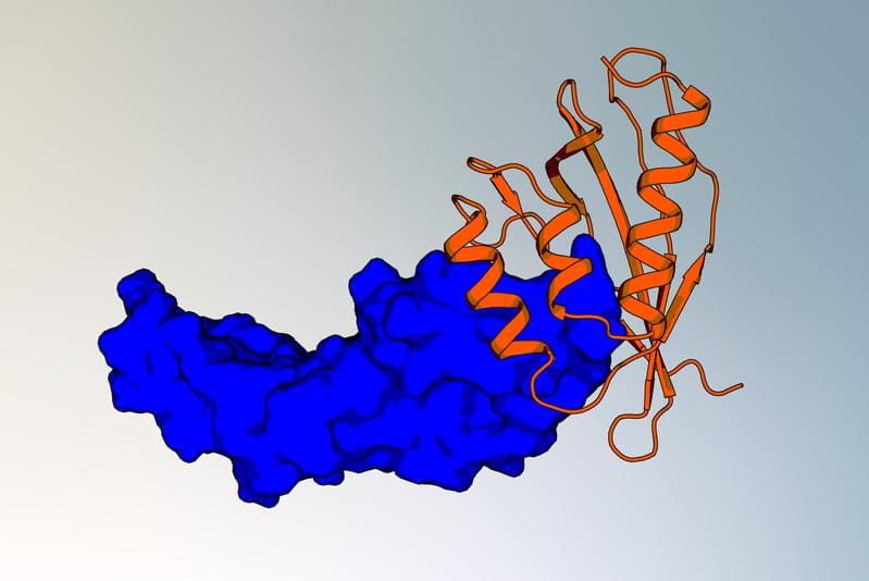 New design pipeline delivers high-affinity binders for different protein targets. | Source: MPI f. Biology Tübingen | Copyright: Dr. Kateryna Maksymenko / Max Planck Institute of Biology Tübingen