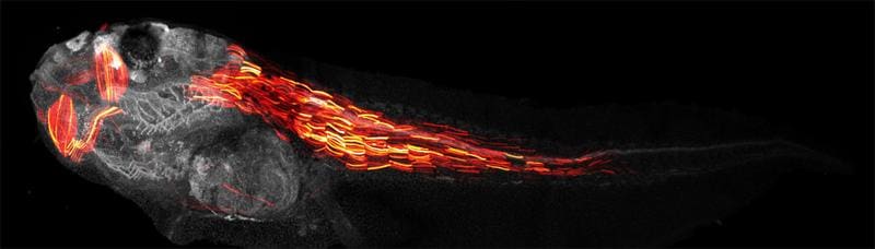 Fluorescence-labeled neuronal molecule imaged in a living tadpole, where the colors represent the depth of image. Brain and spinal nerves appear at the top in turquoise to violet. | Source: Taiyo Yamamoto | Copyright: University of Zurich    