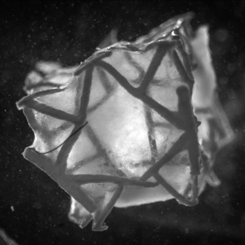 3D-printed scaffold that contracts in the heart tissue. | Source: Soft Robotics Laboratory | Copyright: ETH Zurich 