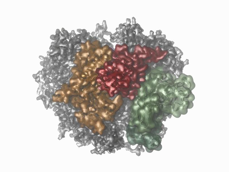 Liebau, J., Lazzaretti, D., Fürtges, T. et al. 4D structural biology–quantitative dynamics in the eukaryotic RNA exosome complex. Nat Commun 16, 7896 (2025). https://doi.org/10.1038/s41467-025-62982-6 | Copyright: Creative Commons Attribution 4.0 International (CC BY 4.0)