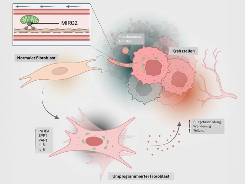 Cancer cells transfer their mitochondria (green) to connective tissue cells (fibroblasts). | Source: Michael Cangkrama | Copyright: ETH Zurich, BioRender