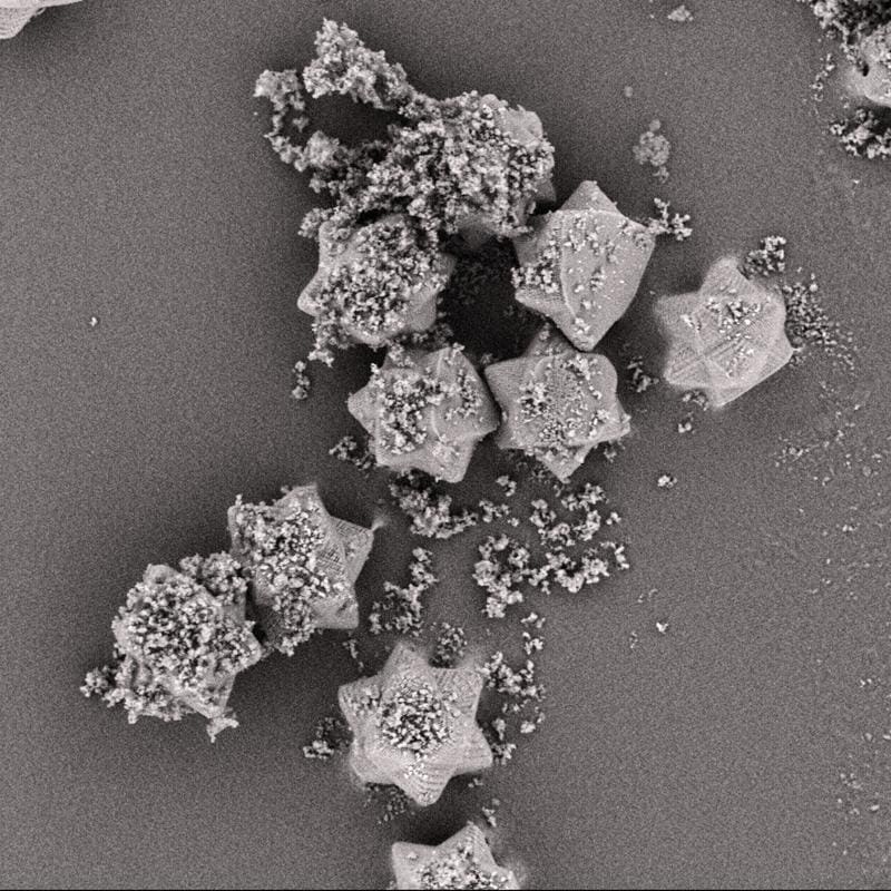 Pharmacone under the scanning electron microscope: The image shows the Pharmacone carrier particles after mixing with the model active ingredient. | Copyright: © Communications Materials; University of Kiel   
