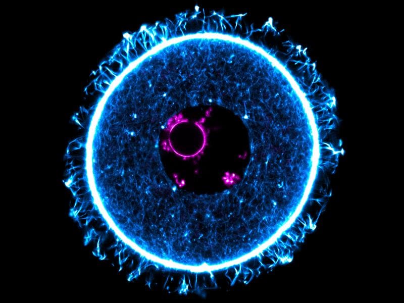 Fluorescence microscopic image of the egg cell of a mouse. | Source: Melina Schuh | Copyright: Melina Schuh, Max Planck Institute for Multidisciplinary Sciences