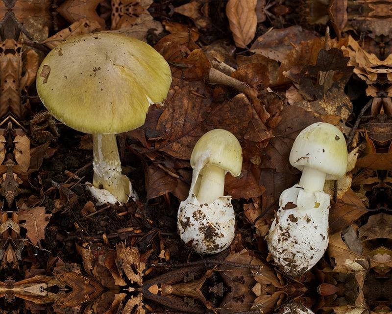Consumption is life-threatening: Green tuberous mushrooms in different stages of growth. | Copyright: Copyright: Andreas Kunze/Deutsche Gesellschaft für Mykologie e.V.