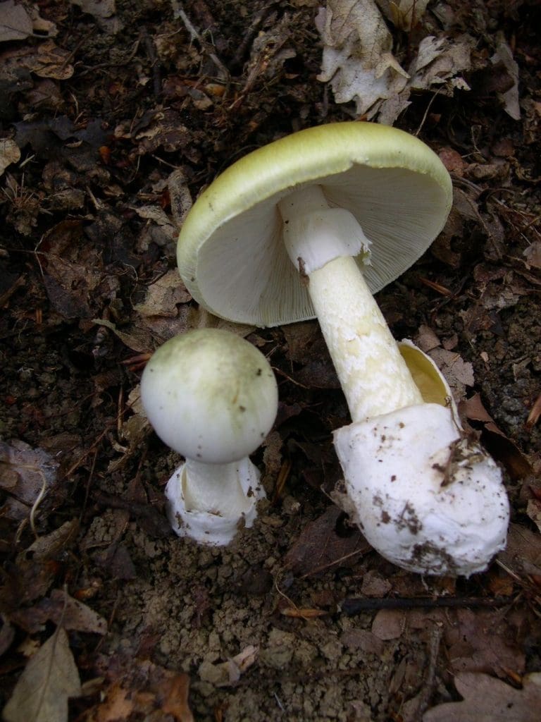 The green tuberous leaf mushroom (Amanita phalloides). Credits: Archenzo, CC BY-SA 3.0 http://creativecommons.org/licenses/by-sa/3.0/, via Wikimedia Commons 