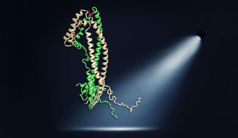 The clusterin protein is shown as a so-called band model. The flexible peptide chains have an important protective function, which was shown for the first time in this publication. | Source: Illustration: Andreas Bracher | Copyright: MPI of Biochemistry  