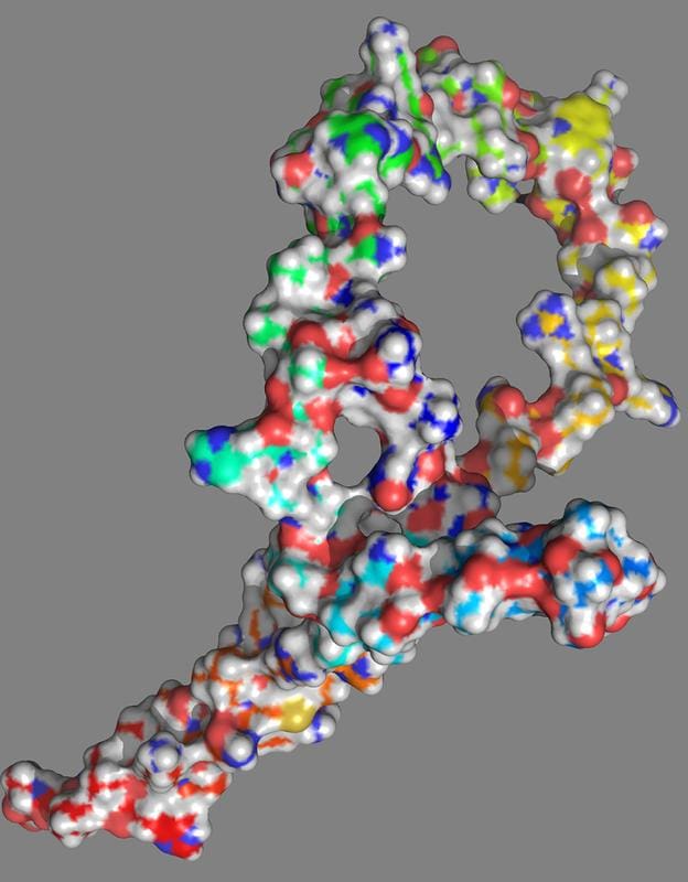 Structural model of the mutational change in the NOTCH1-152 protein | Source: Image: Franz Oswald | Copyright: Ulm University Hospital  
