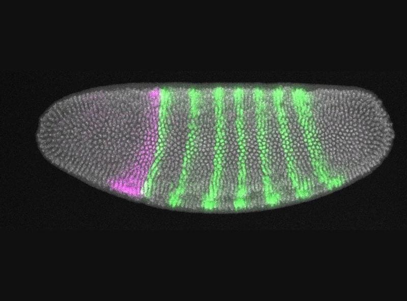 Embryo of the fruit fly. The activity of two genes is visualized by fluorescence microscopy: Where green and violet meet, the joint activity of the different genes leads to the formation of a head furrow in the course of development. | Source: Yu-Chiun Wang | Copyright: RIKEN / Yu-Chiun Wang