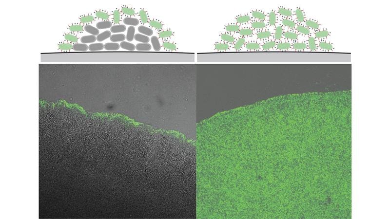 Y. enterocolitica switches off the T3SS (green) at high density (center of the colony on the left) – in the absence of this mechanism, all bacteria are T3SS-active (right). (Photo: Andreas Diepold, KIT) | Source: Andreas Diepold, KIT | Copyright: Andreas Diepold, KIT