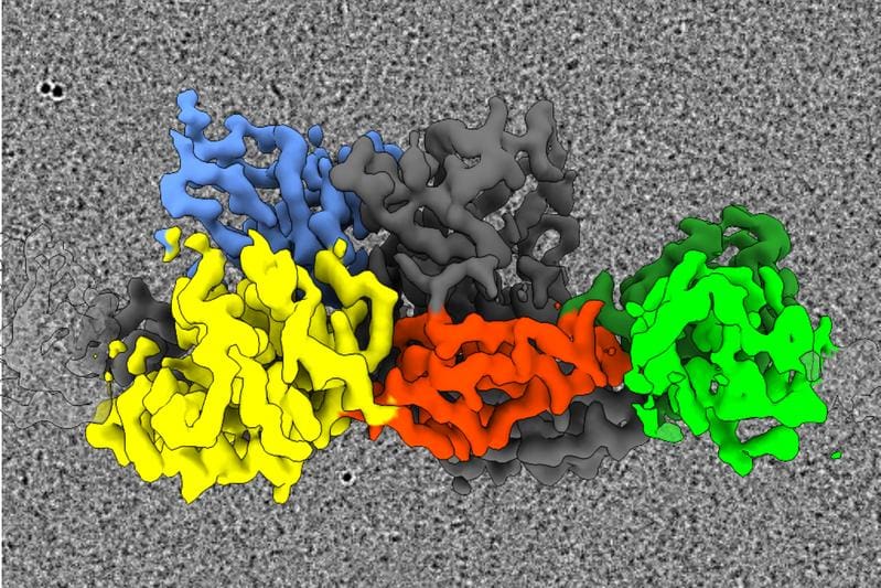 Representative cryo-electron microscopy image: a colored image of the 3D structure of gephyrin that could be calculated from the data. | Copyright: Arthur Macha