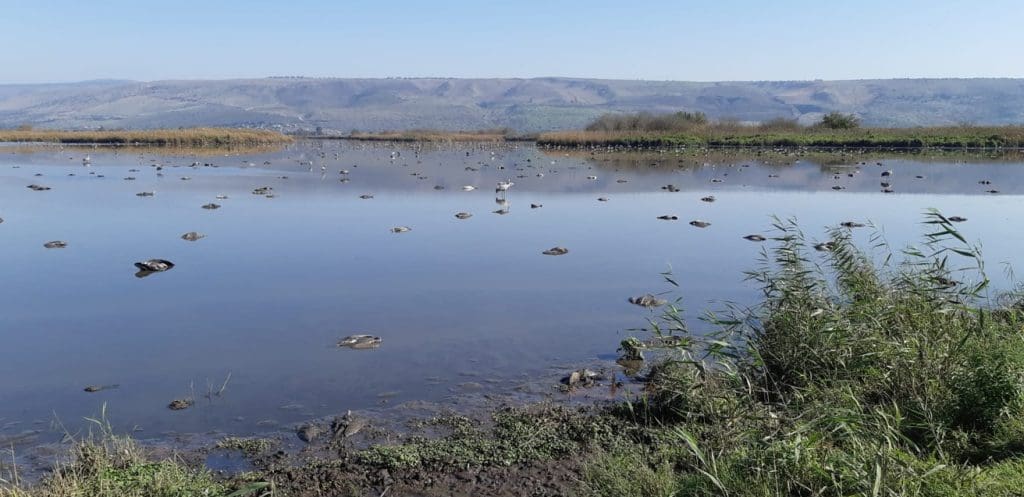 Thousands of dying and dead cranes scattered across Hula Lake during the peak of bird flu on December 20, 2021 | credit: Ran Nathan Hebrew University