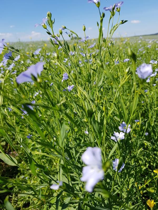 The flax plant, also known as flax, is only grown in small quantities in Saxony. The main supplier of the oil mill is Kazakhstan. | Source: Christin Lehmann/Öhlmühle    