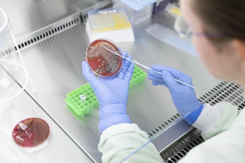 Scientist Elke Müller from Leibniz-IPHT takes bacteria from an agar plate. | Source: Sven Döring | Copyright: Leibniz-IPHT |