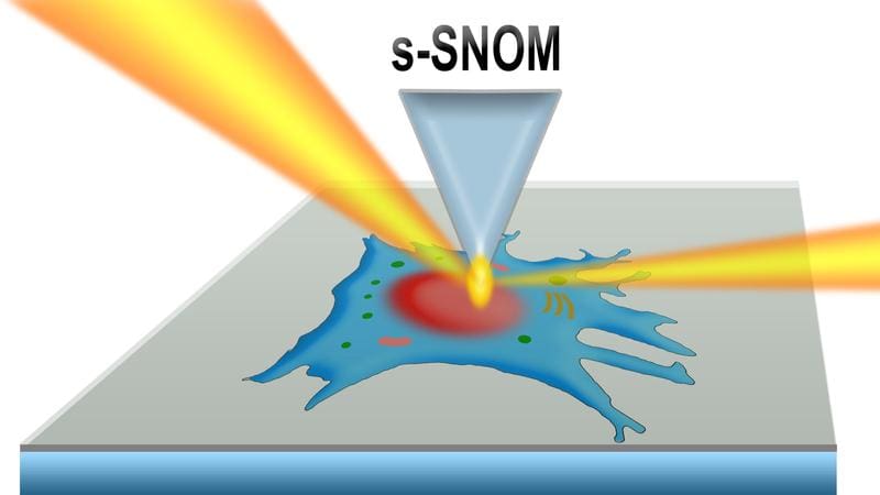 The cell is grown on a Si-C membrane and embedded in its liquid medium. The tip of the s-SNOM detects vibrations triggered by infrared light from BESSY II. | Copyright: A. Veber/HZB