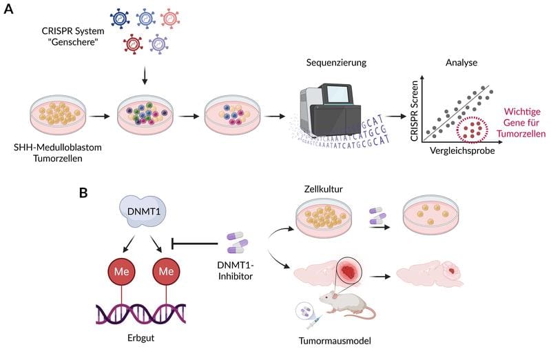 A) The CRISPR gene scissors make it possible to identify genes that are important for tumor growth. B) DNMT1 inserts methyl residues into the genome; their blockade kills SHH medulloblastoma cells. Built with BioRender. | Copyright: © Daniel Merk   