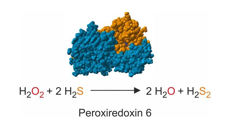 Symbolic representation of the reaction catalyzed by the peroxidase of the "peroxiredoxin 6 type". | Copyright: RPTU, AG Deponte