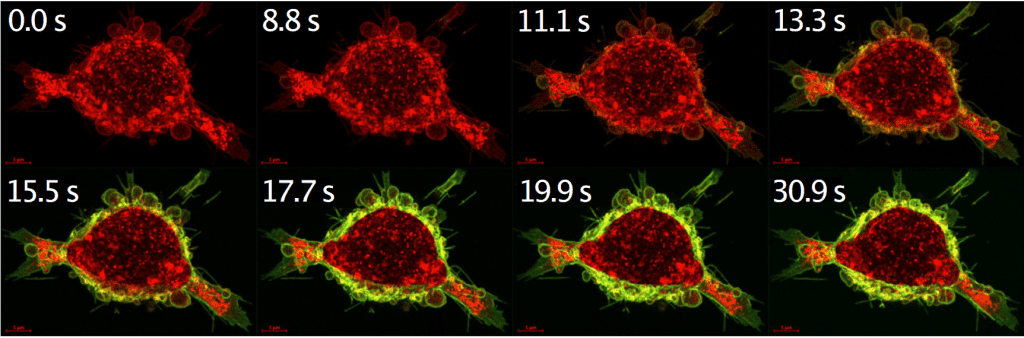 The calcium-regulated protein drug (green) binds to tumor cell receptors (red) within seconds of administration. Credits: KTH Royal Institute of Technology