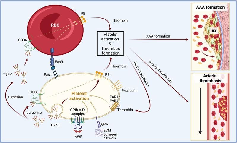 The researchers were able to demonstrate that specific interactions between platelets (beige) and erythrocytes (red) play a central role in the development and progression of various cardiovascular diseases. | Copyright: Created in BioRender. Spelleken, M. (2025)  
