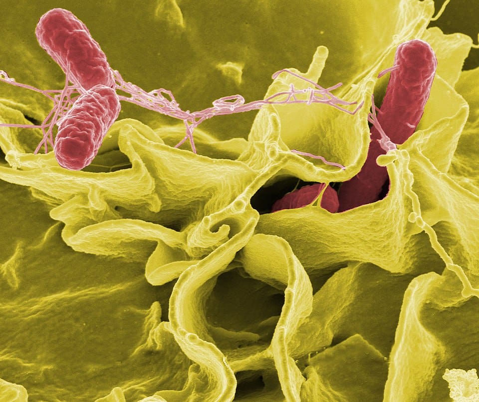 Color-enhanced scanning electron microscope image showing Salmonella Typhimurium (red) entering cultured human cells. Source: Rocky Mountain Laboratories, NIAID, NIH All images, except those specifically marked by the World Health Organization (WHO), are in the public domain. Images in the public domain have no copyright, no permission is required, and their use is free of charge  