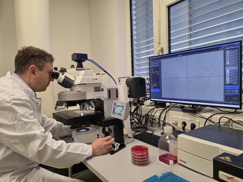 Prof. Dr. Evgeny A. Idelevich at the microscope | Source: Photo: Karsten Becker/UMG | Copyright: UMG