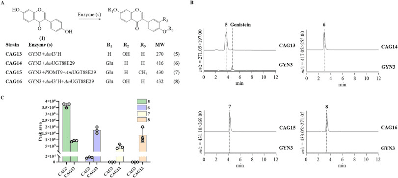 Identification and analysis of metabolites. (A) Theoretically possible metabolites catalyzed by different combinations of enzymes. (B) LC-MS profiles of metabolites 5 to 8 in yeast expressing the specified enzymes and in parent strain GYN3. (C) LC-MS peak area of metabolites 5 to 8 in strains CAG3 and CAG12. The data are presented as a mean ± standard deviation (n = 3 biological replicas). Credits: The Authors