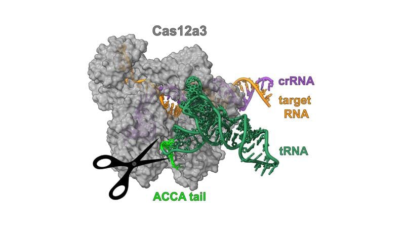 Cryo-electron microscope structure of the Cas12a3 nuclease cleaving the tail of a transfer RNA (tRNA). | Copyright: HZI/Biao Yuan