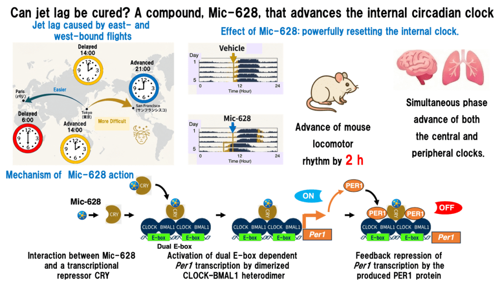 Can jet lag be cured? A compound called Mic-628 that introduces©the inner circadian clock original content, no restrictions., Yoshifumi Takahata