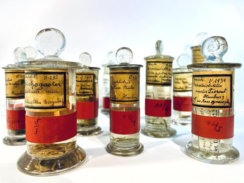 For each known species, there is a type specimen in natural science collections, which was used to officially describe and name a species. The DNA of these specimens is invaluable for biodiversity research. | Copyright: Karen Meusemann / Leibniz Institute for the Analysis of Biodiversity Change