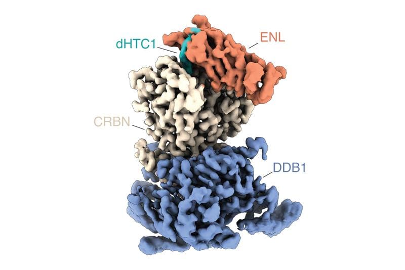 Molecular structure of the leukemia protein ENL in the degradation complex induced by the molecular adhesive dHTC1 | Copyright: © Miquel Muñoz  